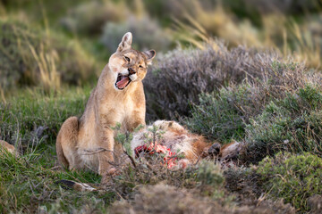 Fototapeta premium Puma sits yawning near kill among bushes