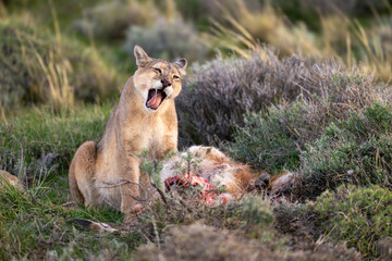 Puma sits yawning near carcase in bushes