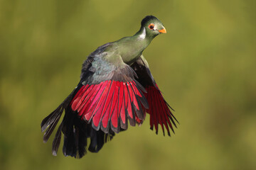 A White-cheeked Turaco in flight
