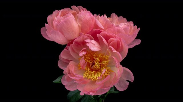 Beautiful pink and red peony flowers bouquet background. Blooming roses flower open, time lapse, close-up. Wedding backdrop, Valentine's Day concept. Bouquet on black backdrop, closeup.