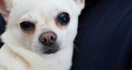 Man hold small dog in his arms. Found a stray dog. The pet was brought to the doctor. Shivers....