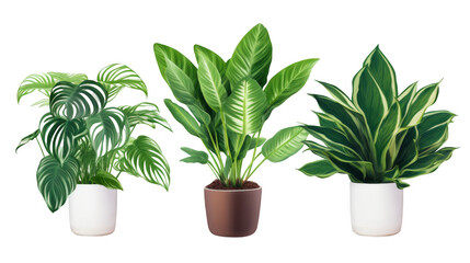 Potted Houseplants Trio