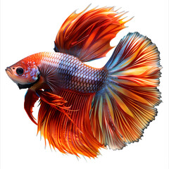 Fototapeta premium Colorful Betta Fish with Flowing Fins