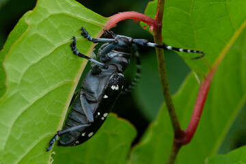 ゴマダラカミキリ