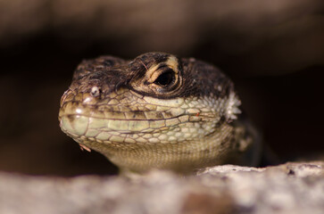Lizard looking at you xD