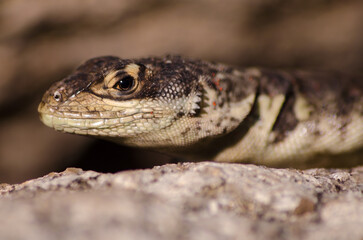 Lizard looking at you xD
