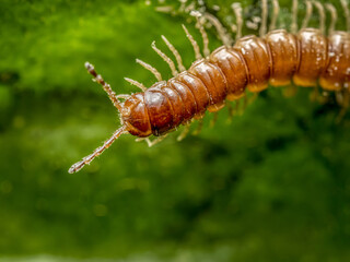 Centipede crawling on green leaf