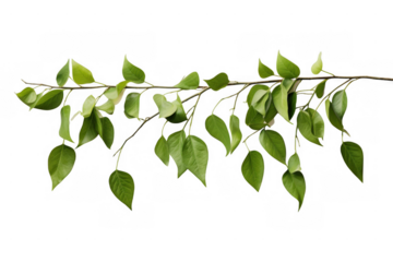 Minimalist Hanging Green Branches