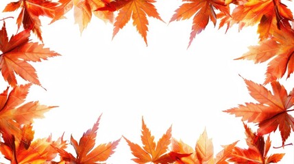 Fototapeta premium Maple leaf frame on white background in autumn theme