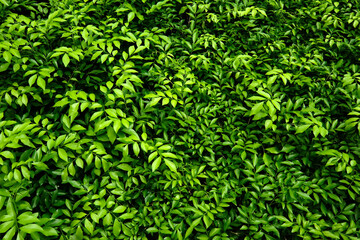 green leaves background