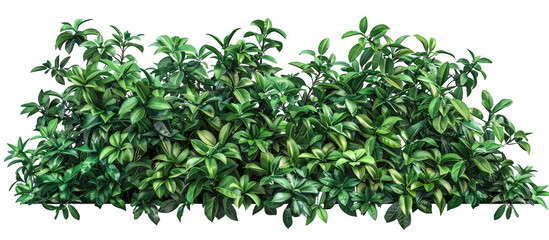 Obraz premium Dense Bush with Green Foliage