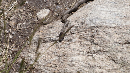 A snake next to the hiking trail of Capella de la Vall d Incles in Andorra in June