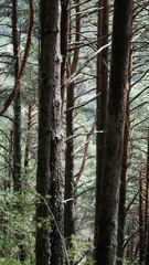 Trees next to the hiking trail Cami del Pas de Tronquet Majobarnes from La Massana to Xixerella in Andorra in June