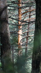 Trees next to the hiking trail Cami del Pas de Tronquet Majobarnes from La Massana to Xixerella in Andorra in June
