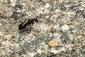 Schwarze Rossameise (Camponotus herculeanus) 