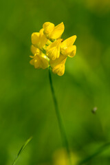 Blüten des Gewöhnlichen Hornklee