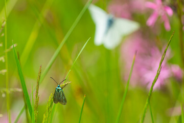 Ampfer-Grünwidderchen (Adscita statices)