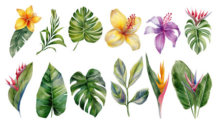 Botanical set of watercolor illustrations of tropical flowers and plants isolated on a transparent background