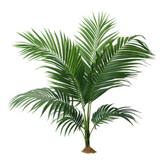 Obraz premium Lush Green Palm Plant