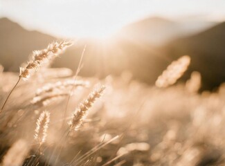 Wheat leaves moved by the wind on the field at sunset golden hour