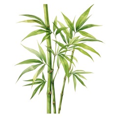 A watercolor of slender, pointed bamboo leaves in varying shades of green.