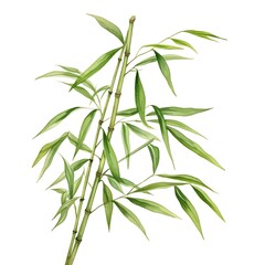 Fototapeta premium A watercolor of slender, pointed bamboo leaves in varying shades of green.