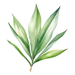 Obraz premium A watercolor depiction of a sharp, sword-shaped yucca leaf.
