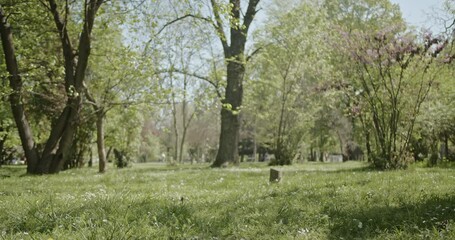 A tranquil scene in a green park with lush trees and grass, bathed in sunlight. A relaxing, natural outdoor environment.