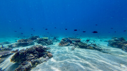 Sandy bottom in a tropical sea underwater. The sun's rays pass through the water and illuminate the sandy bottom of the sea and small corals underwater. Cross-section of the sea. Underwater background