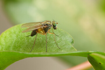 Naklejka premium a condylostylus fly in nature perched on a leaf, macro photography, close up, wildlife, insect.