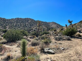 joshua tree national park