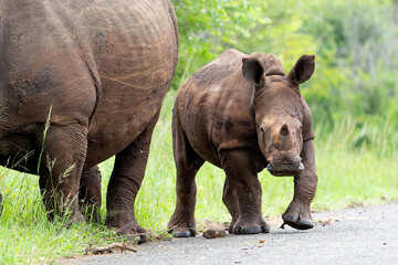 Fototapeta premium White rhinoceros (Ceratotherium simum) mother and calf walking around and feeding in Hluhluwe Game Reserve in South Africa