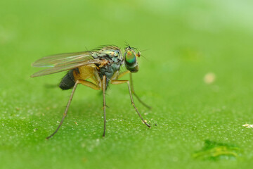Fototapeta premium a condylostylus fly in nature perched on a leaf, macro photography, close up, wildlife, insect.