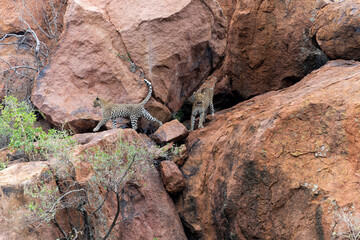 Leopard on the rocks. This leopard mother is visiting her 1 year old cub at his hiding place high on the rocks in Pilanesberg Nationaal Park in South Africa