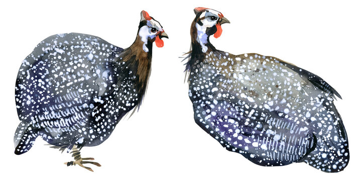 Guinea Fowl watercolor illustration isolated on white. farm poultry yard birds.
