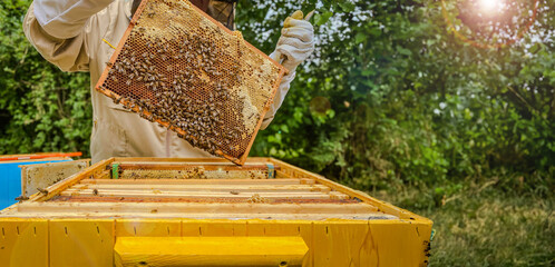 Baner, pszczelarz trzymający plaster miodu z pszczołami. Ekologiczna pasieka. Miejsce na tekst. © malgo_walko
