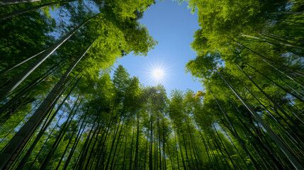 Sunlit bamboo forest canopy with blue sky