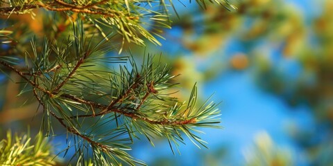 Warm sunny day, pine forest, blue sky, close-up of a pine branch