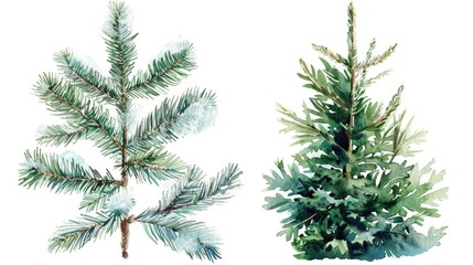 Watercolor Christmas Spruce and Pine Tree Illustration