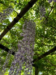 藤,Japanese Wisteria