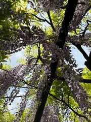 藤,Japanese Wisteria