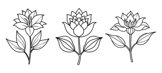 Botanical Anatomy Collection Scientific Line Art