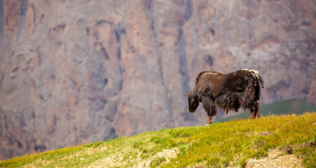 A herd of yaks graze in the mountains. Himalayan big yak in a beautiful landscape. Hairy cow cattle wild animal in nature in Tibet. Sunny summer day in the wild. Farm animal in Nepal and Tibet.