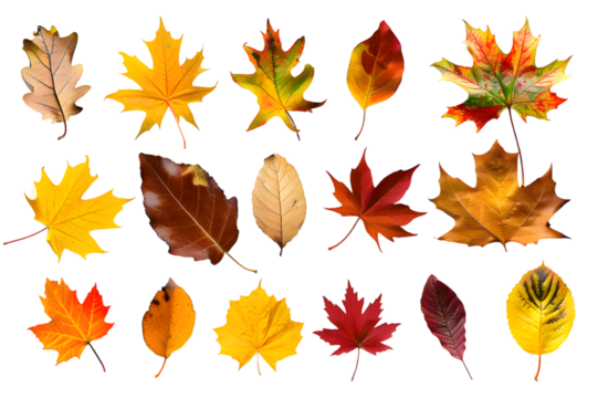 Collection of multicolored fallen autumn leaves isolated on transparent background