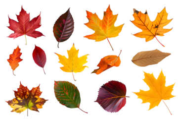Collection of multicolored fallen autumn leaves isolated on transparent background