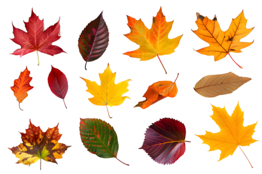 Collection of multicolored fallen autumn leaves isolated on transparent background