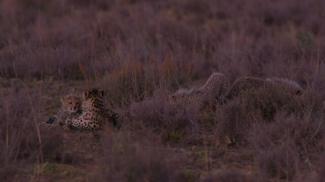  Family of Cheetahs Feeds on Blesbok Kill in Dense Savanna Brush