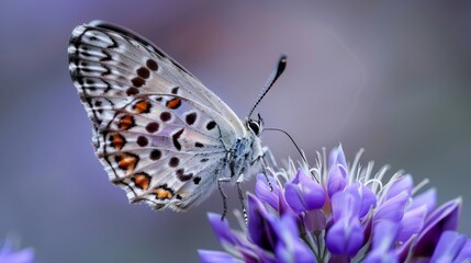 Obraz premium Macro nature landscape chamomile, purple peas, and butterfly in morning haze with cool blue tones