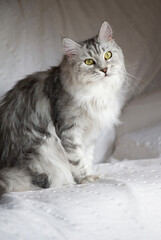 Silver-tabby Maine Coon Katze auf dem Sofa