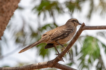 mockingbird - mimus saturninus